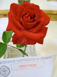 A winning rose in our Flowers section